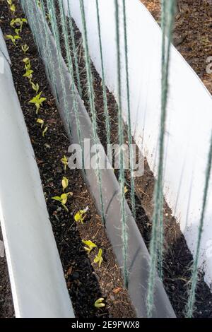 Issaquah, Washington, USA. Monte Cristo Pole Bean Sämlinge, umgeben von Schaumkern, um Nacktschnecken und andere Tiere fernzuhalten. Stockfoto