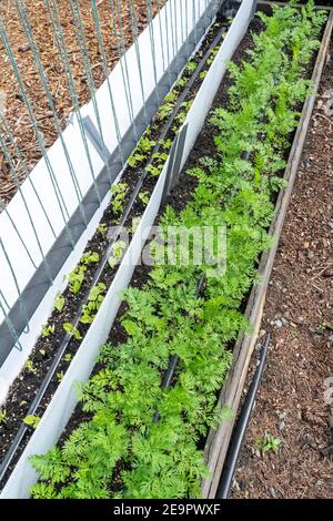 Issaquah, Washington, USA. Monte Cristo Pole Bean Sämlinge, umgeben von Schaumkern, um Nacktschnecken und andere Tiere fernzuhalten. Stockfoto