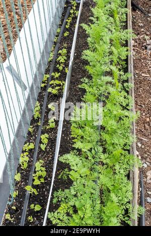 Issaquah, Washington, USA. Monte Cristo Pole Bean Sämlinge, umgeben von Schaumkern, um Nacktschnecken und andere Tiere fernzuhalten. Stockfoto