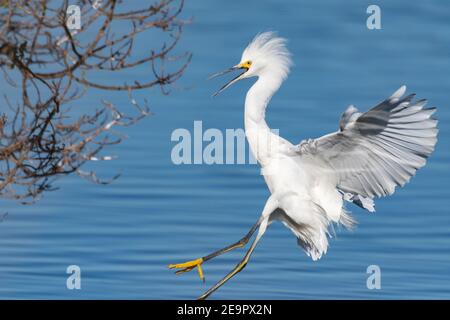 Sonniger Wintertag in Ventura, wenn der Schneegreiher absteigt, um in der Lagune Küstenvegetation mit Flügeln zu landen, die weit verbreitet sind. Stockfoto