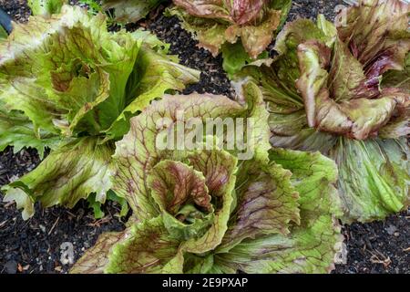 Issaquah, Washington, USA. Radicchio oder rote Chicory Pflanzen Stockfoto