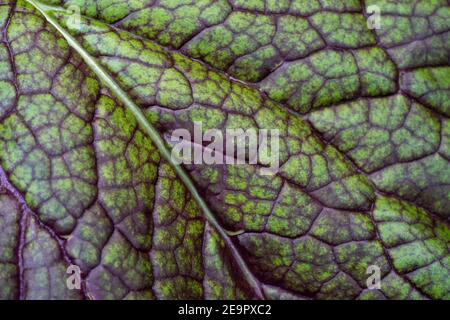 Issaquah, Washington, USA. Nahaufnahme von Dragon Tongue Senf Green Leaf, mit violetten Adern und weißer Mittelrippe. Stockfoto