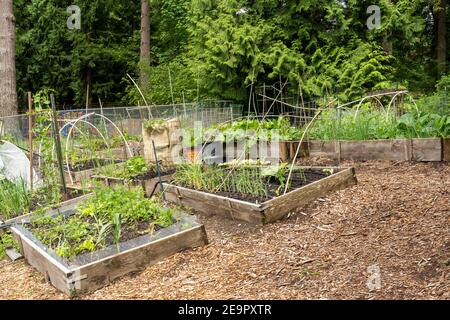 Issaquah, Washington, USA. Gemeinschaftsgarten im Frühling mit Knoblauch, Zwiebeln, Salat, Kürbis, Kartoffeln und anderen Gemüsepflanzen Stockfoto