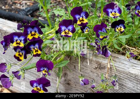 Issaquah, Washington, USA. Stiefmütterchen wachsen in einem erhöhten Bettgarten. Stockfoto