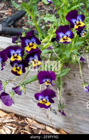 Issaquah, Washington, USA. Stiefmütterchen wachsen in einem erhöhten Bettgarten. Stockfoto