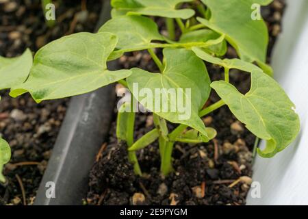 Issaquah, Washington, USA. Monte Cristo Pole Bean Sämlinge zeigen Cotyledons, die ersten Blätter von Pflanzen produziert. Cotyledons werden nicht als tr Stockfoto