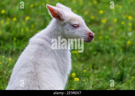 Kleine Albino Wallaby auf einem grünen Feld Bauernhof Tier Stockfoto