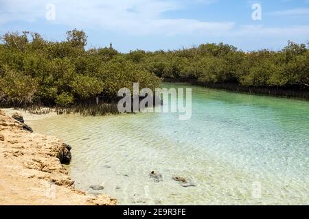 Mangrovenkanal Avioennia Marina Küste Küste. Wald im Ras Mohammed National Park. Sharm el Sheikh, Sinai Halbinsel, Ägypten. Stockfoto