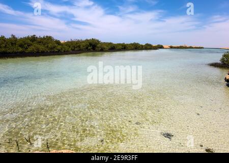 Wald im Ras Mohammed National Park. Mangrovenkanal Avioennia Marina Küste Küste. Sharm el Sheikh, Sinai Halbinsel, Ägypten. Stockfoto