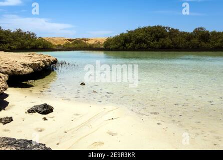 Wald im Ras Mohammed National Park. Mangrovenkanal Avioennia Marina Küste Küste. Sharm el Sheikh, Sinai Halbinsel, Ägypten. Stockfoto