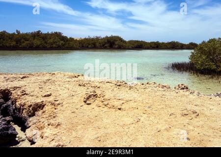 Mangrovenkanal Avioennia Marina Küste Küste. Wald in Gewässern Ras Mohammed National Park. Sharm el Sheikh, Sinai Halbinsel, Ägypten. Stockfoto