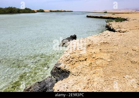 Mangrovenkanal Avioennia Marina Küste Küste. Wald in Gewässern Ras Mohammed National Park. Sharm el Sheikh, Sinai Halbinsel, Ägypten. Stockfoto