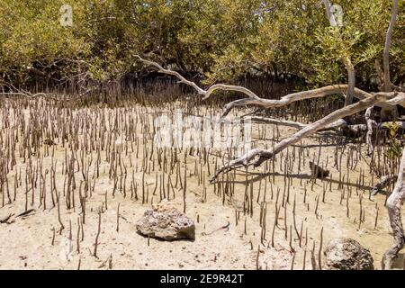 Mangrovenkanal Avioennia Marina azurblauen Kristall Küste. Wald im Ras Mohammed National Park. Sharm el Sheikh, Sinai Halbinsel, Ägypten. Stockfoto