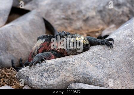 Marine-Leguane, Amblyrhynchus cristatus, auf einem Felsen ruhend, Espanola-Insel, Galapagos-Inseln, Ecuador. Stockfoto