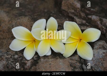 Indonesien Bali Nord Bali - Weiß Gelbe Frangipani Plumeria Blumen Stockfoto