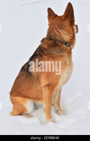 Hund spielt im Bergschnee Stockfoto