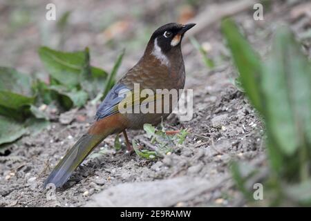 Schwarzgesichtdrossel (Garrulax affinis), Mingyong-Gletscher, Meili Xu shan, Provinz Yunnan, China 23rd. April 2011 Stockfoto