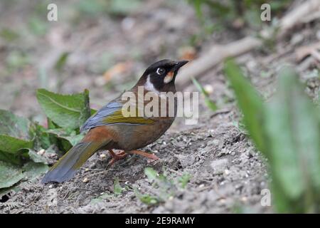 Schwarzgesichtdrossel (Garrulax affinis), Mingyong-Gletscher, Meili Xu shan, Provinz Yunnan, China 23rd. April 2011 Stockfoto