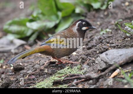 Schwarzgesichtiger Laughingthrush (Garrulax affinis), in der Nähe des Mingyong-Gletschers. Meili Xue Shan, (Kawa karpo) Provinz Yunnan, China, 24. April 2011 Stockfoto