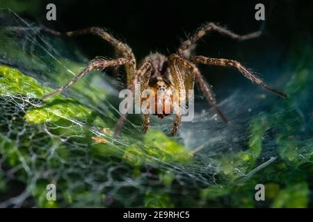 Eine Funnel Web Spider (Agelenopsis), die in der Sommersonne zu ihrem Netz tendiert. Stockfoto