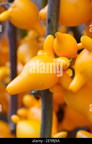 Nahaufnahme einer Nippelfrucht, Solanum mammosum, eine verheißungsvolle dekorative Pflanze für das chinesische Neujahr, insbesondere das Jahr des Ochsen Stockfoto