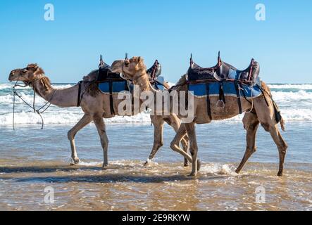 Zwei Kamele in Harness, die am Strand zu Fuß im Wasser in Anna Bay, NSW, Australien, gelaufen sind Stockfoto