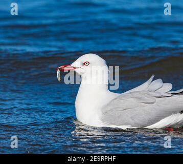 Silbermöwe (Larus novaehollandiae) mit einem kleinen Fisch in Schnabel, Queensland, QLD, Australien Stockfoto