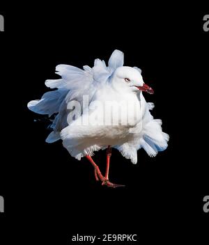 Vertikale Ansicht einer windgepeitschten Silbermöwe (Larus novaehollandiae) mit hervorstehenden Federn, Queensland, QLD, Australien Stockfoto