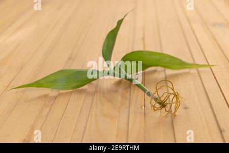 Rooted Lucky Bamboo Schneiden - Dracaena sanderiana. Selektiver Fokus auf die Wurzeln. Stockfoto