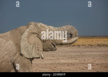 Elefant kommt zum Wasserloch für Trinkwasser im Etosha Nationalpark, Namibia Stockfoto