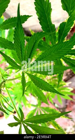 Cannabisblatt Stockfoto