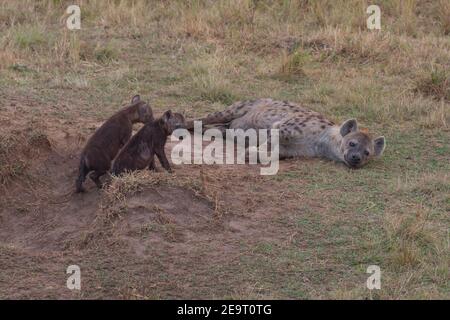 Lone entdeckte haina mit seinen Jungen im Masai Mara Game Reserve, Kenia Stockfoto