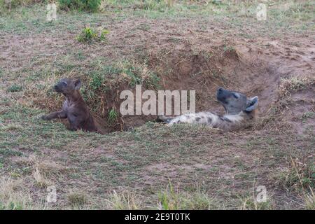 Lone entdeckte haina mit seinen Jungen im Masai Mara Game Reserve, Kenia Stockfoto