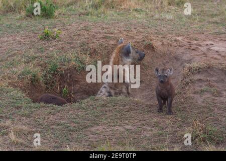 Lone entdeckte haina mit seinen Jungen im Masai Mara Game Reserve, Kenia Stockfoto