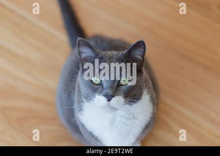 Grauer Smoking Kurzhaar Katze Blick in die Kamera mit Holzboden Hintergrund, selektiver Fokus Stockfoto