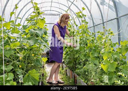 Junge Frau bindet Gurken im Garten. Grüne Gurken Sämlinge im Gewächshaus, sorgen für eine gute Ernte. Stockfoto