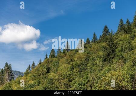 Grüner Wald im Sommer mit immergrünen und Laubbäumen am blauen Himmel mit Wolken. Alpen, Fleimstal, Trentino-Südtirol, Trient, Italien, Europa. Stockfoto