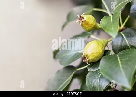 Junge grüne Birnenfrüchte auf den Zweigen eines Obstbaums im Garten auf grauem Hintergrund. Reifung der Ernte. Stockfoto