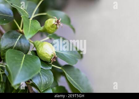 Junge grüne Birnenfrüchte auf den Zweigen eines Obstbaums im Garten auf grauem Hintergrund. Reifung der Ernte. Stockfoto