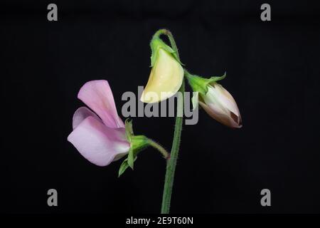 Erröten rosa süße Erbse mit zwei Knospen und eine offene Blume Stockfoto