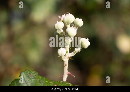 Bramble wild Blume Knospen bereit zu öffnen isoliert auf ein Natürlicher grüner Hintergrund Stockfoto