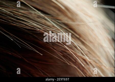 Lange gesunde gerade Haare endet Makro Nahaufnahme Ansicht Stockfoto