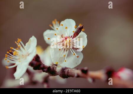 Blühende Kirschbäume im Frühling. Nahaufnahme Stockfoto
