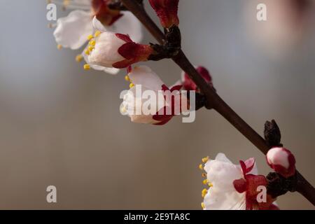 Blumen Der Kirschblüten. Nahaufnahme Stockfoto
