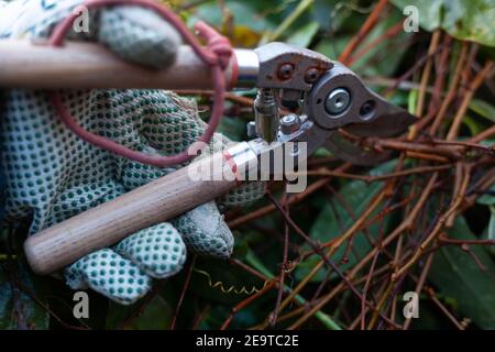 Blick auf die Hand eines Gärtners mit Gartenscheren, um zu beginnen, das unordentliche Pflanzenwachstum im Garten zurückzuschneiden. Essex, Großbritannien, Februar 2021 Stockfoto