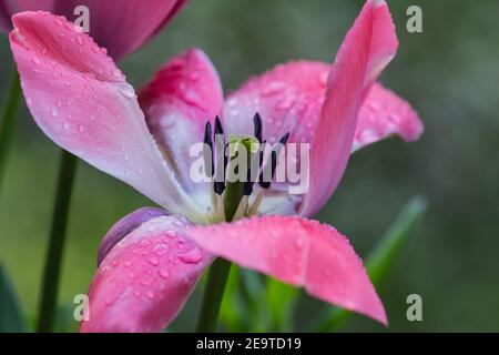 Offene rosa Tulpenblüte mit Regentropfen auf Blütenblättern bei Regen wolkiger Morgen im frühen Frühling Stockfoto
