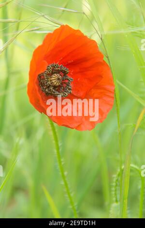 Wilder roter Mohn blüht auf dem ländlichen Feld im sonnigen Sommer Tag mit unscharfem Bokeh-Hintergrund Stockfoto