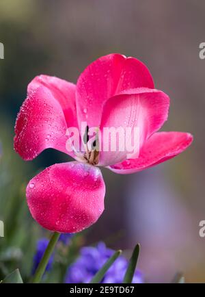 Offene rosa Tulpenblüte mit Regentropfen auf Blütenblättern bei Regen wolkiger Morgen im frühen Frühling Stockfoto