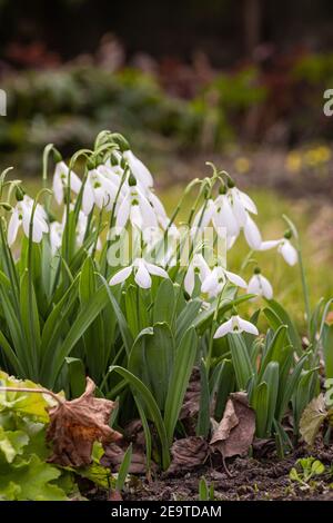 schneeglöckchen (galanthus nivalis) blühen im frühen Frühjahr im Garten; Makro mit verschwommenem Bokeh Hintergrund Stockfoto