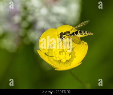 Makro einer Schwebefliege auf einem Weidefalterfuß (Ranunculus acris) Mit Bokeh-Hintergrund Stockfoto